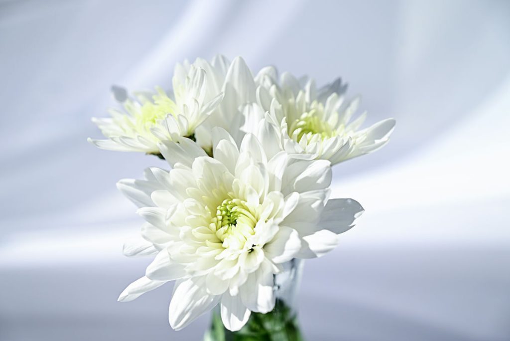 small bouquet of chrysanthemums on the windowsill 2022 09 28 22 50 26 utc